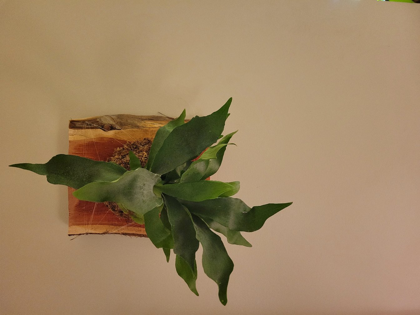 Staghorn Fern